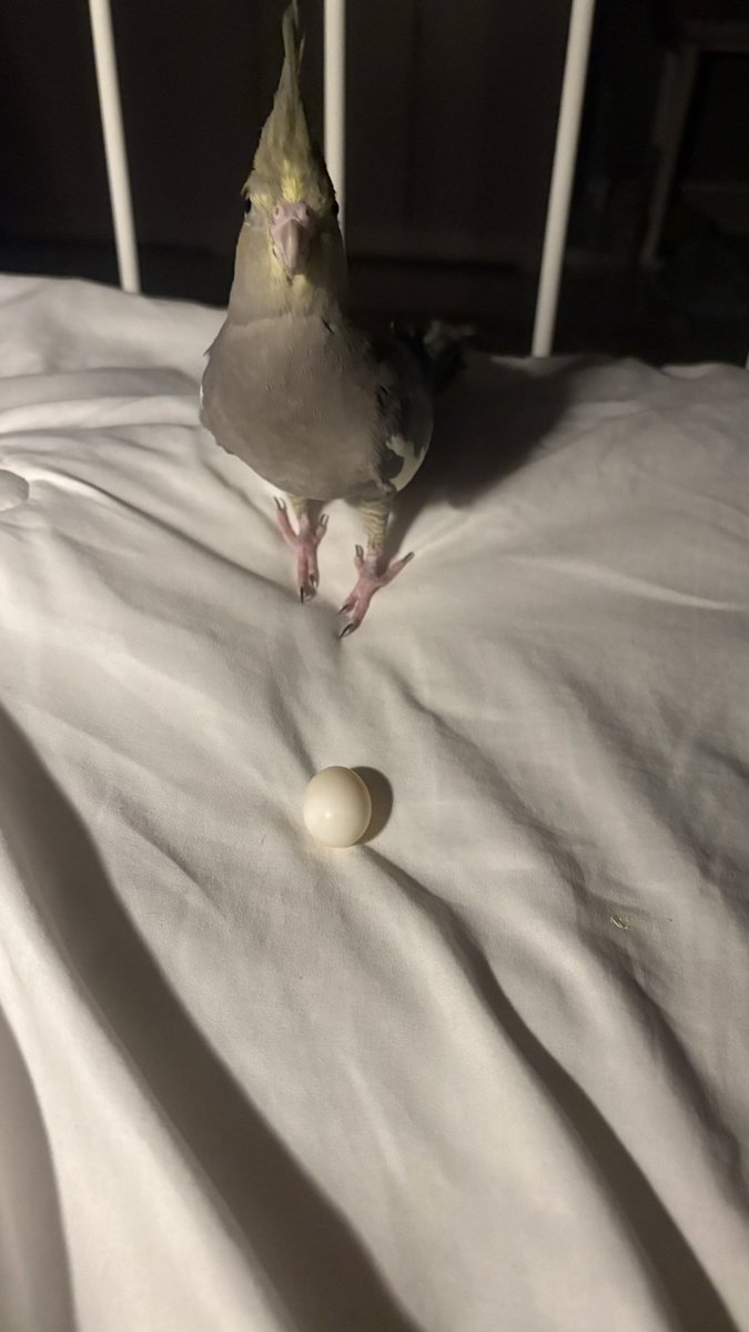 Kh🦜 tweet media