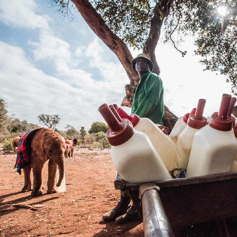 Sheldrick Wildlife Trust tweet media