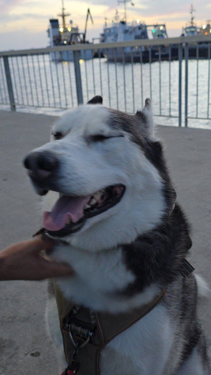 2020Balto's tweet photo. #baltoytaz #husky #huskylife #doglover #huskylifestyle #dogstagram #worldofhuskies #huskies #siberianhusky #love_animals #amazing_animals #beautifulhusky #huskysandiego #huskiesofınstagram #huskyfun #huskywithattitude #siberianhuskyworld_feature #worldofhuskies @huskydog_loverus https://t.co/kGQLzMciPI