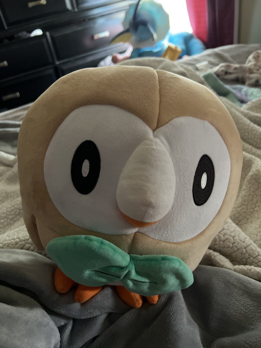 Exotic_Soduh's tweet photo. Look at this chonky boy https://t.co/mkJrsIPo1w