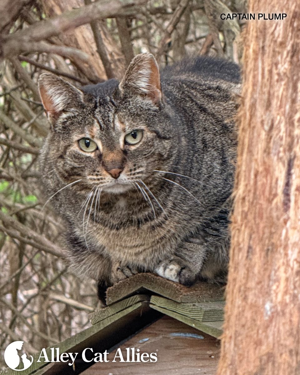 Alley Cat Allies tweet media