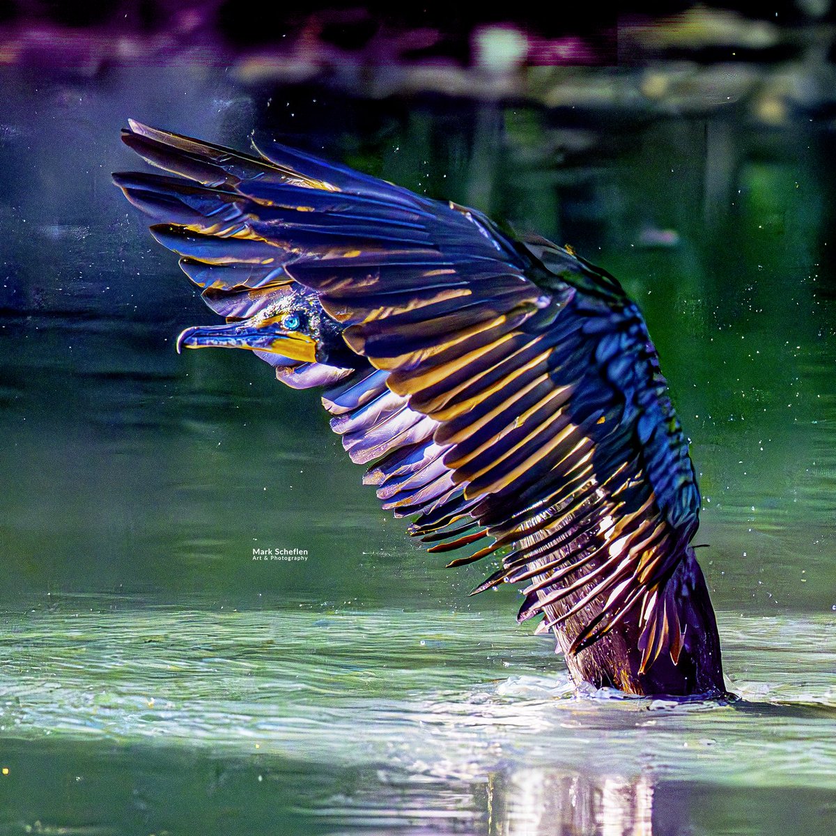 charlieschef's tweet image. Double-crested Commorant,  Pool, Central Park, NYC #birdcpp markscheflen.com #birds #bird #centralparknyc #biodiversity #birdseenin2026 #birdphotography #wildbirdphotography #springmigration2026 #commorants #doublecreastedcommorant