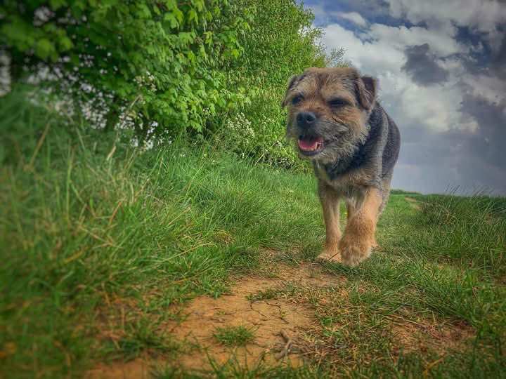 Lord Scrappy Nelson tweet media
