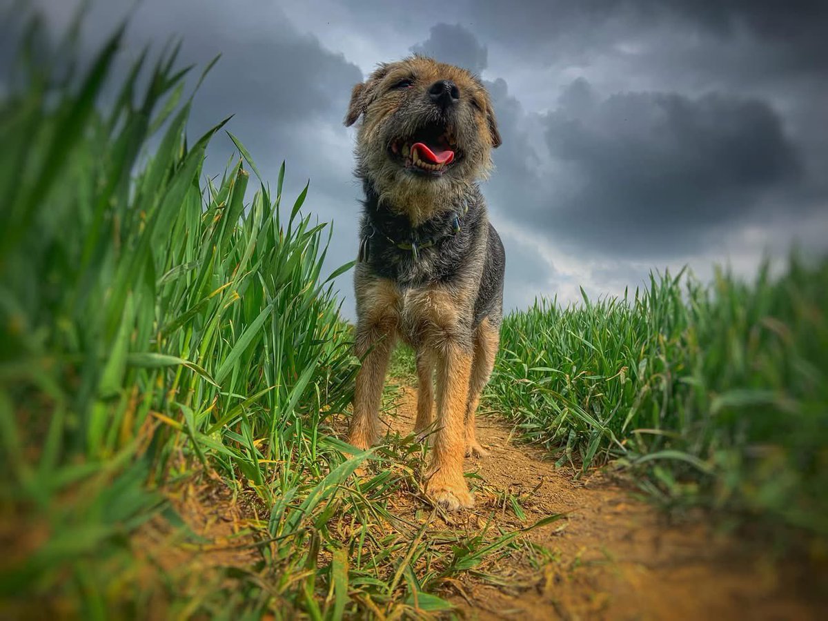 Lord Scrappy Nelson tweet media