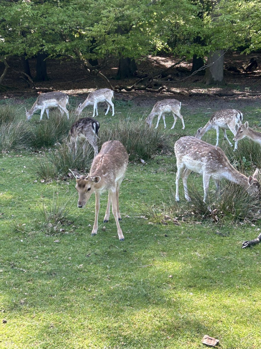 HaziKat's tweet image. 😼Mummy &amp;amp; Daddy deserted me to visit Bambi and mates, at their favourite place @KnoleNT Some had their little antlers starting to grow. I’m a little bit jealous😾
#CatsofTwitter #CatsofX #Cats