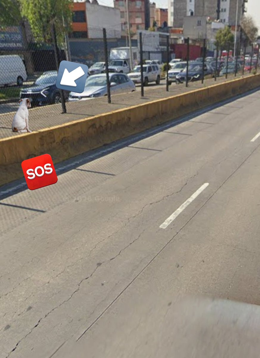 Miguel_Ag7's tweet photo. @UCS_GCDMX @OVIALCDMX
Buen dia les reporto un perrito blanco en las mitad del circuito bicentenario. Río Consulado  Vallejo, Gustavo A. Madero, esta ahi en la mitad a la altura de la salida a Vallejo de su ayuda por favor https://t.co/uOo50VSytt