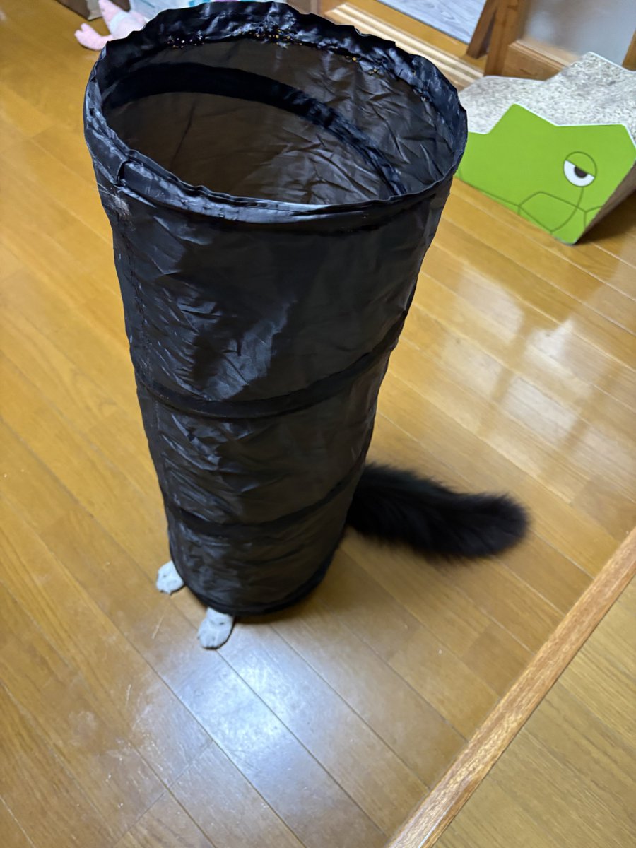 墨（ぼく）くん tweet media