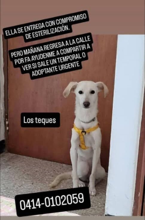 PerroUsuario Wof '•' tweet media