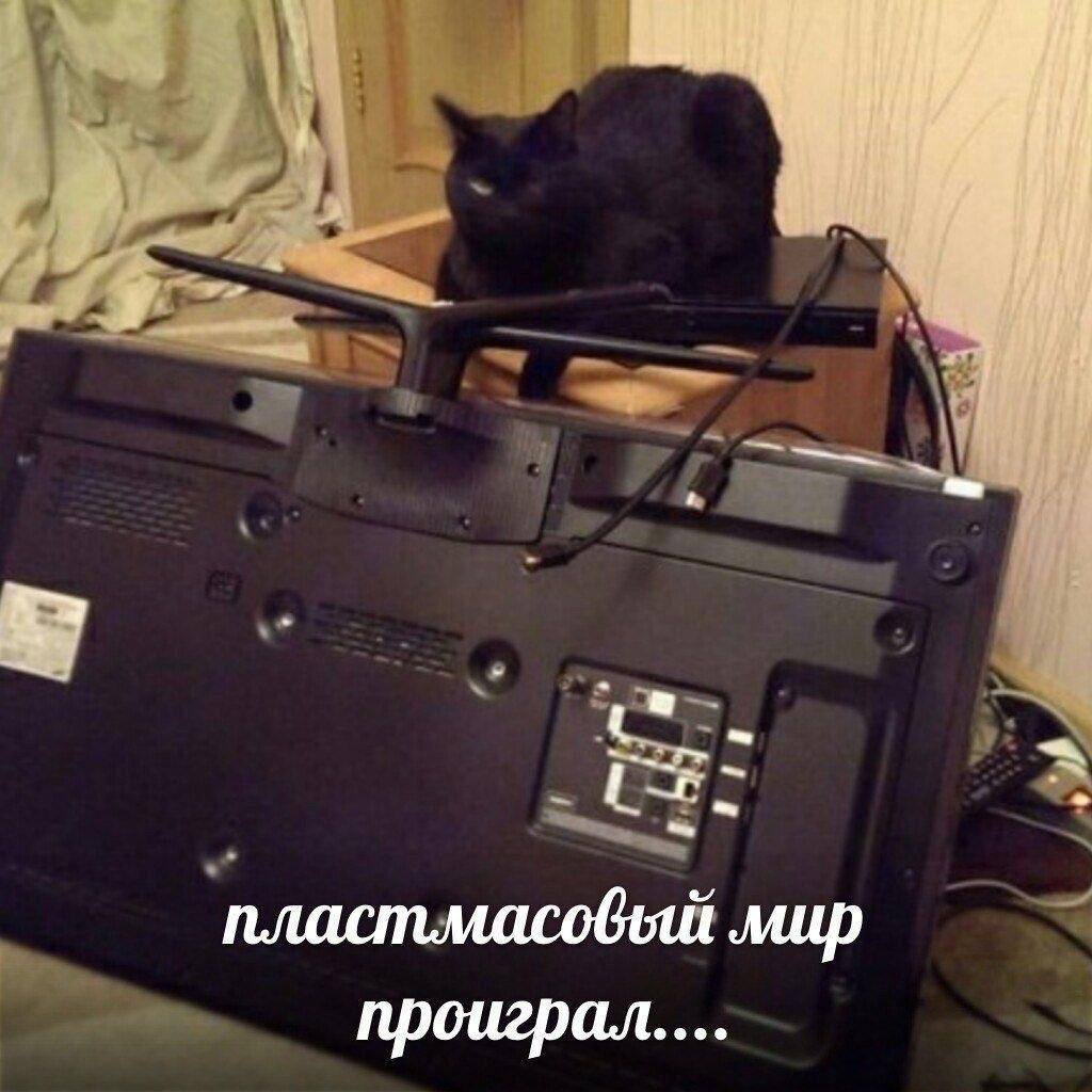 🐾 Borsique 🐾 😺 tweet media
