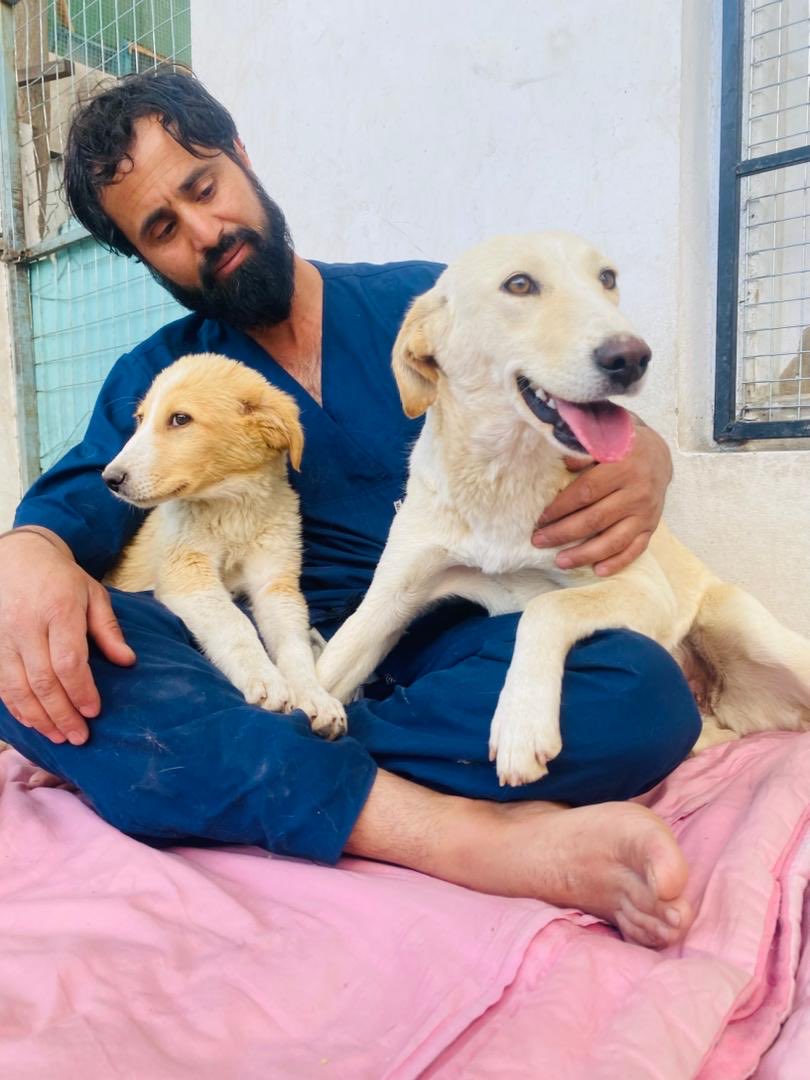 Kabul Small Animal Rescue tweet media
