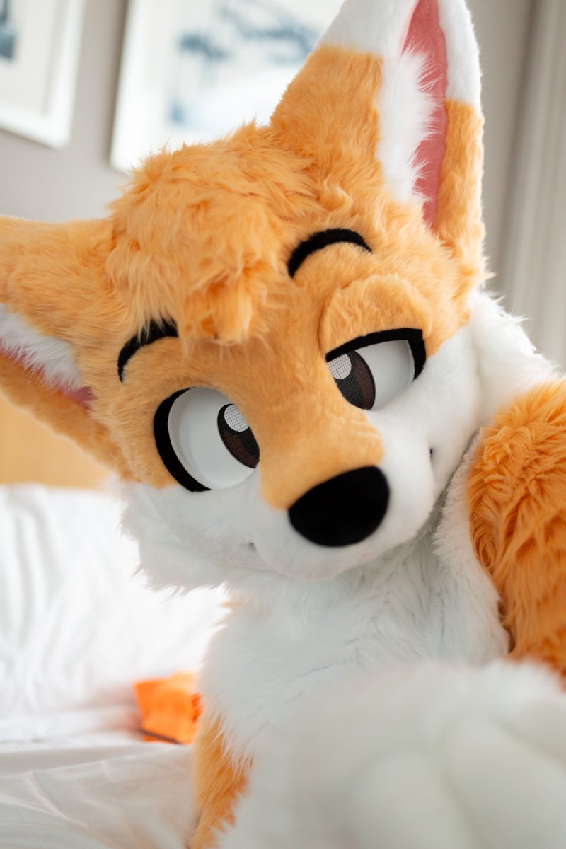 ˗ˏˋ PawFessor Yapsᶠᵒˣ ˊˎ˗ ➡️ BlueSky tweet media