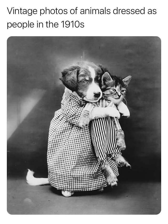 The Pets 𝕏 tweet media