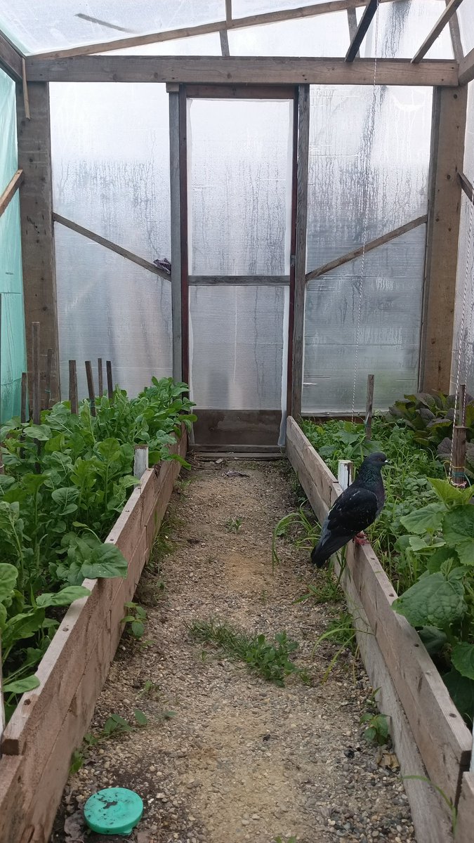 A small bird in a big greenhouse