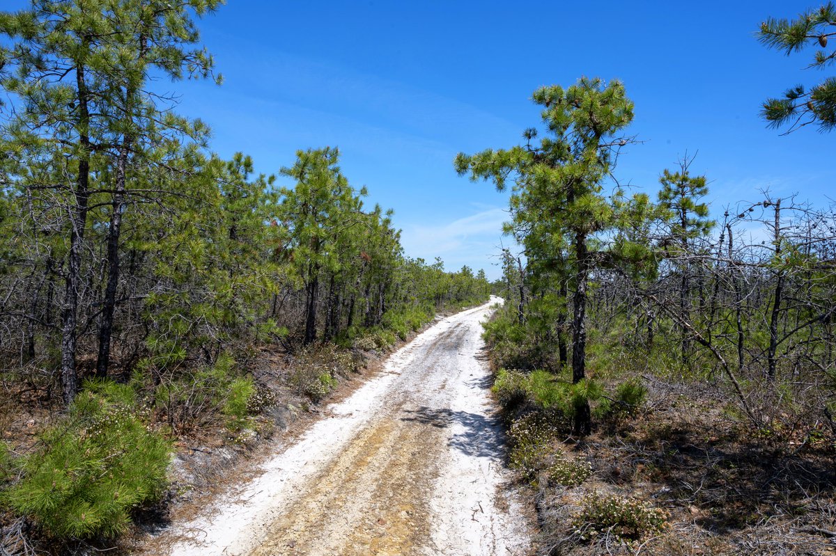 nj_pinelands's tweet image. RARE BEAUTY: Let's explore the nearly 15,000-acre Pine Plains, a globally rare, dwarf forest in the heart of the #NewJersey #Pinelands. The forests are immense, but the #trees are miniature. 🌳 

📷: Paul Leakan, NJPC 

#forests #rare #NJ
