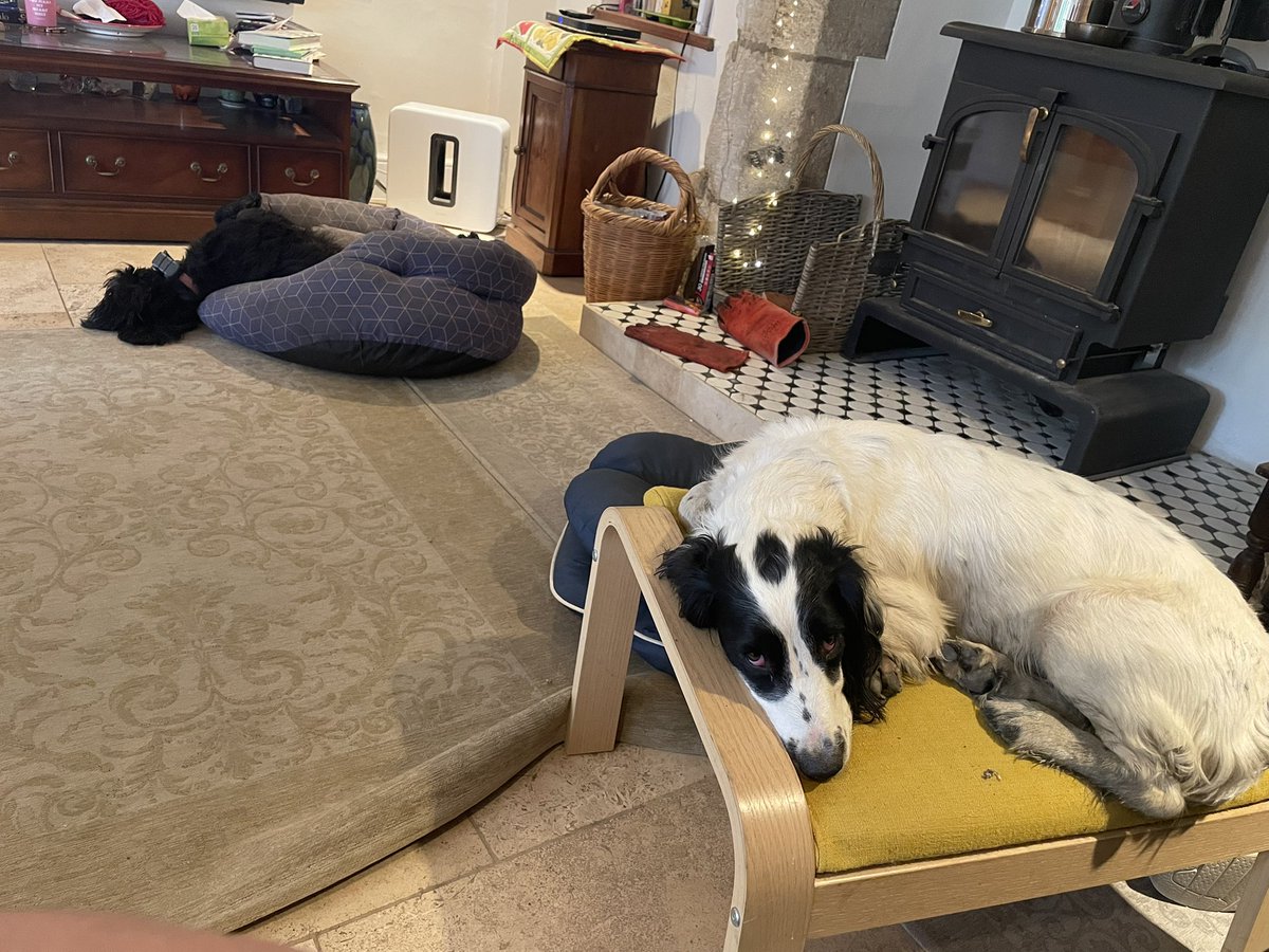 Carter_LikeDan's tweet image. Girl Boss is on a drive to shrink into her wetsuit that has itself shrunk in the wardrobe. Involves lots of walking. We are collateral damage #dogsoftwitter #DogsofTwittter #dogsofx