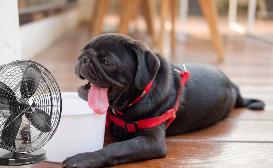 DiarioPresente's tweet image. 👇#AquíTeMostramos| Expertos alertan sobre los peligros del calor para las mascotas y brindan recomendaciones para prevenir golpes de calor.

Nota completa 🗞: acortar.link/MGDWjp

✨Síguenos en Redes Sociales

|#Noticia |#Mascotas |#DiarioPresente