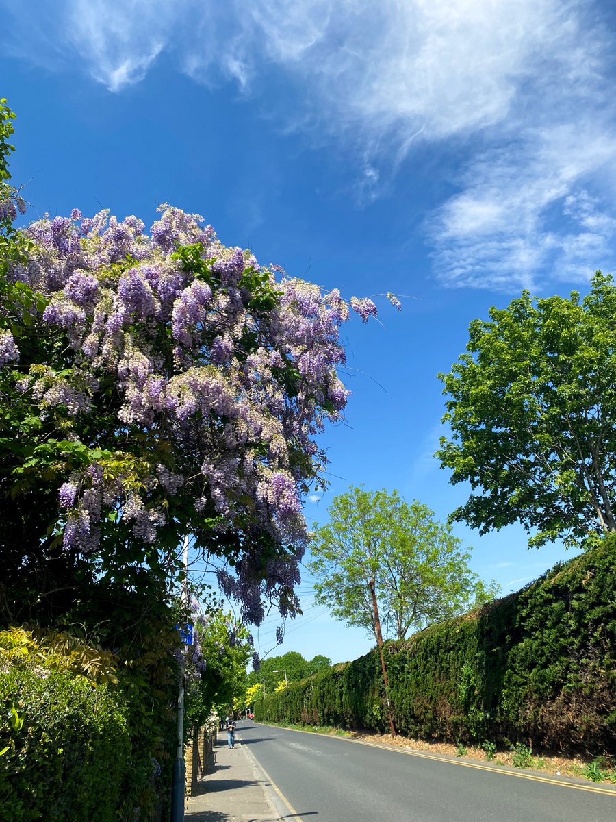 gharkakabutar's tweet photo. Life is a little better with a flower bracelet around your wrist and wisteria hanging everywhere! https://t.co/s7Yxk38Fyo