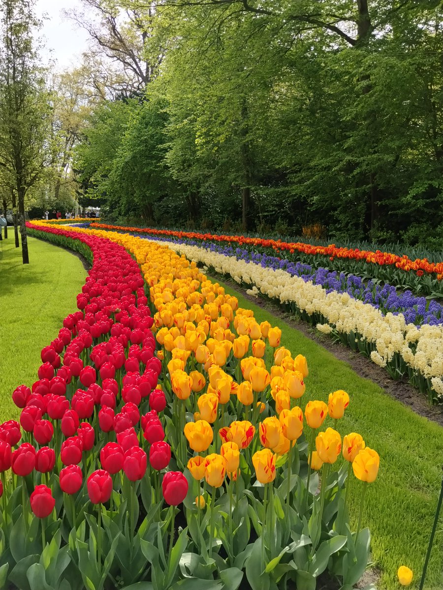 Constance_Tppn's tweet photo. @lucilestudio Pas mes préférées mais je suis allée à Keukenhof la semaine dernière j'en ai pris plein les yeux !! https://t.co/vr0QljvEXV