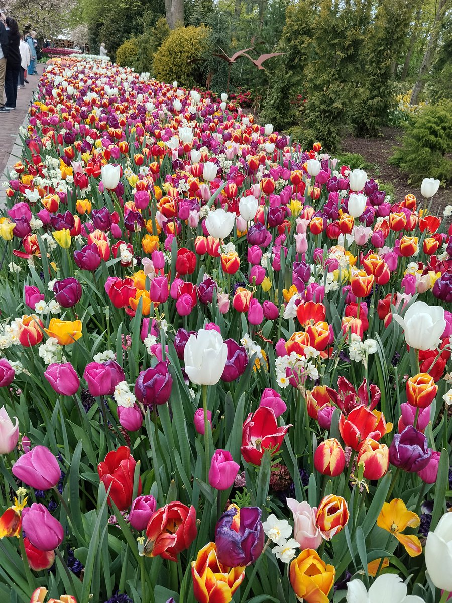 Constance_Tppn's tweet photo. @lucilestudio Pas mes préférées mais je suis allée à Keukenhof la semaine dernière j'en ai pris plein les yeux !! https://t.co/vr0QljvEXV