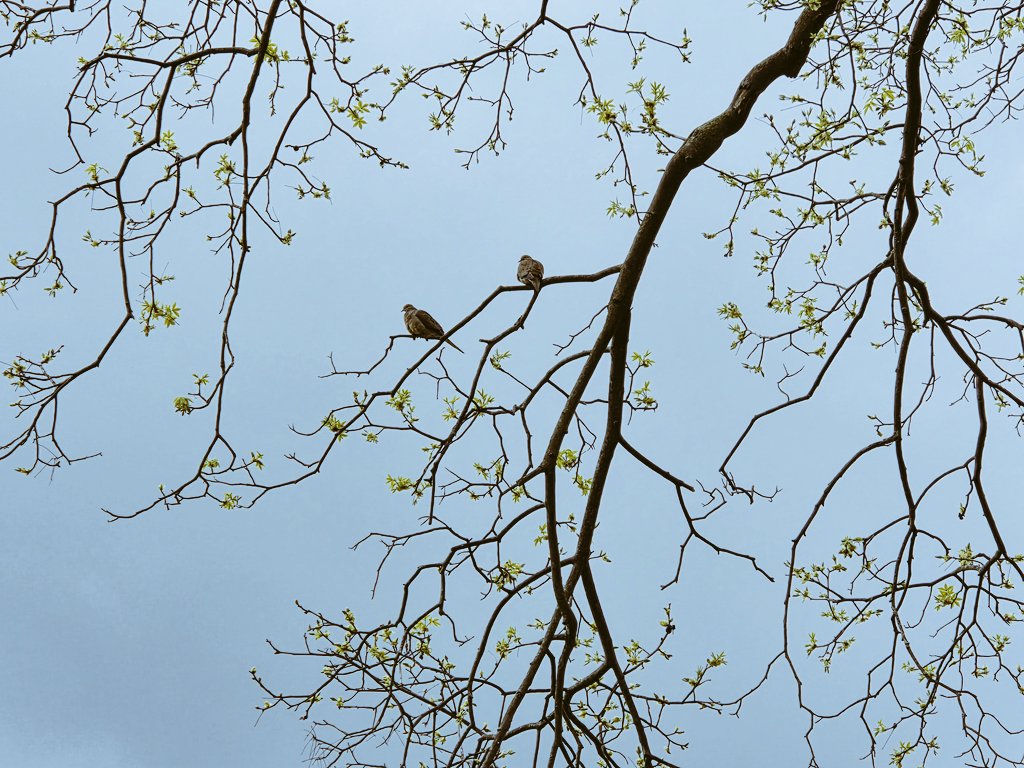 My4EverWorld's tweet image. Love #birds ♥️🌞
#nature #relax