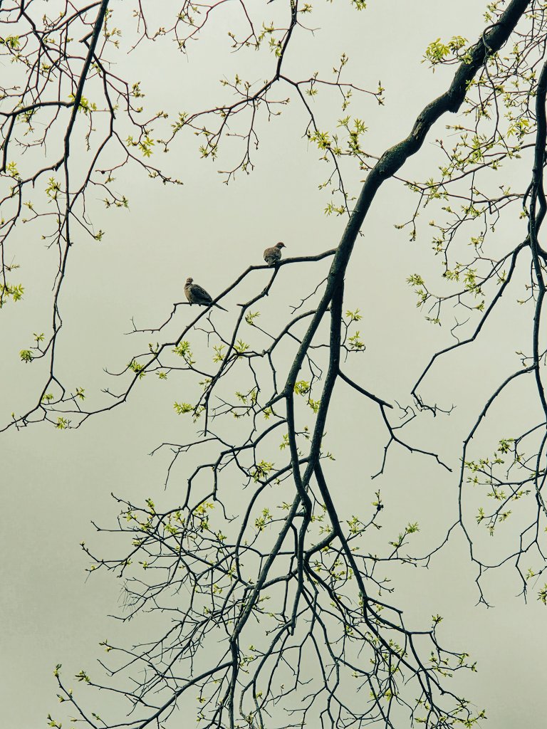 My4EverWorld's tweet image. Love #birds ♥️🌞
#nature #relax