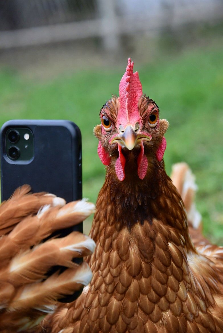 Chicken tweet media