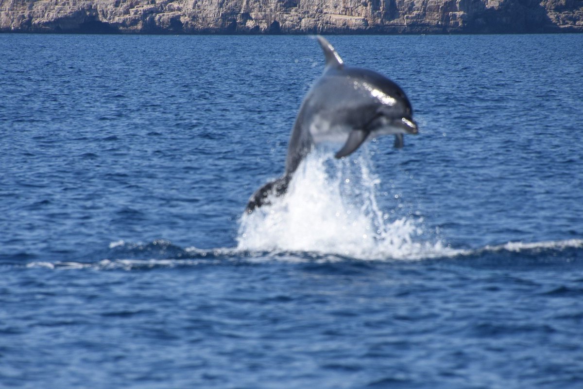 rogerggbr's tweet photo. Getting a photo of one of these is hard. Getting one in focus is another level. Just seeing them was the real prize. Alghero, Sardinia. https://t.co/9yAJJLT1JU