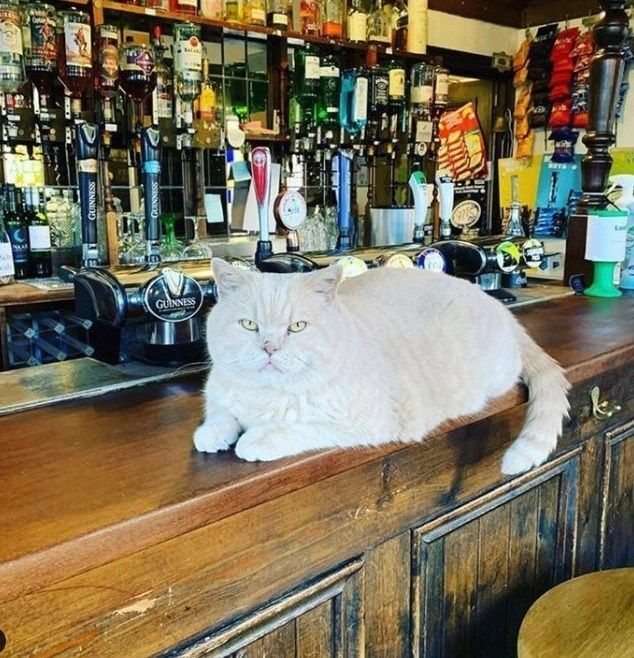Britain's Lost & Living Pubs tweet media