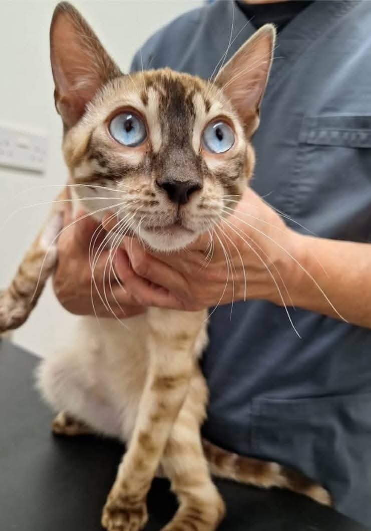 Bradford Cat Watch Rescue tweet media