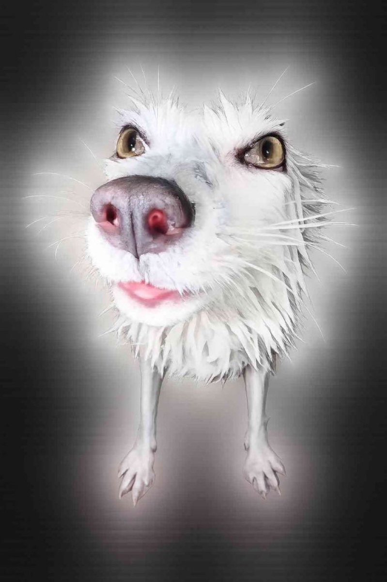 🐾Dizzy Dog🐾 tweet media