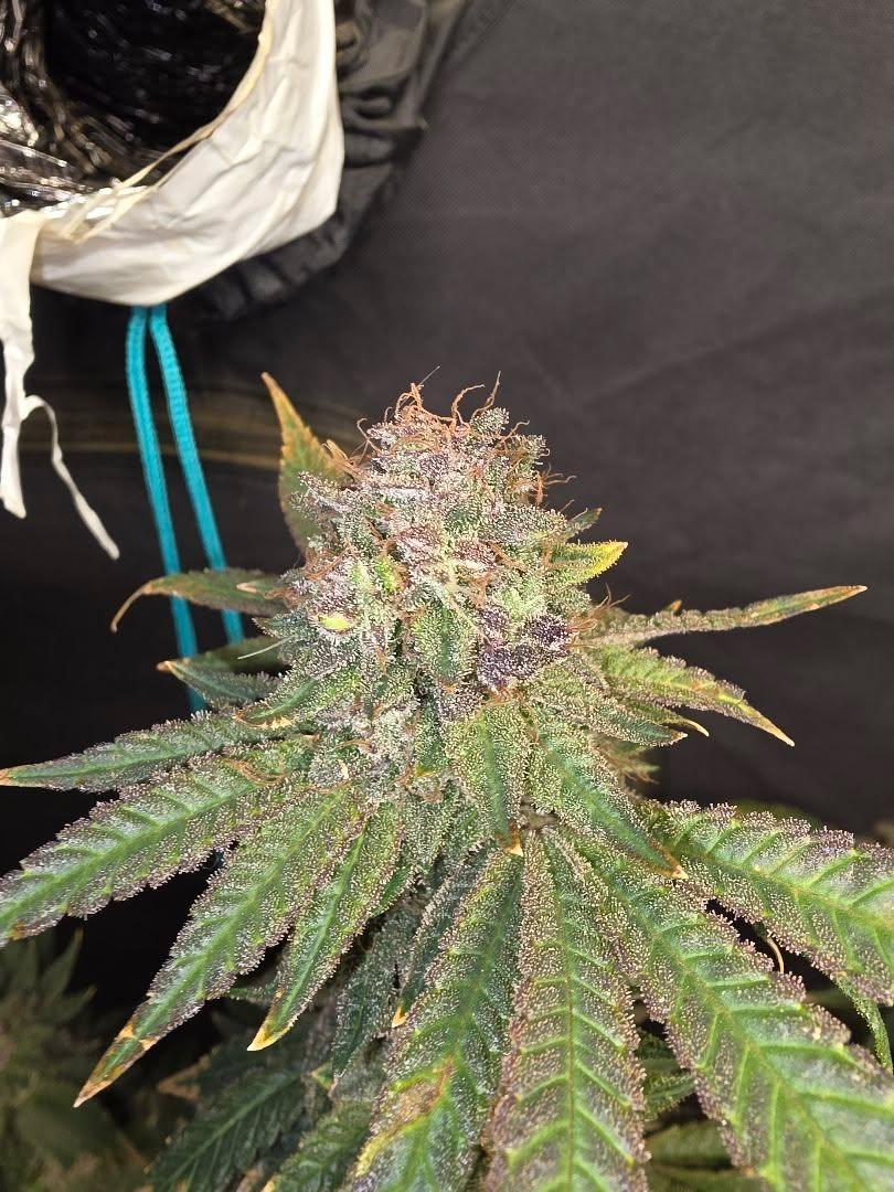 TastebudzSeeds's tweet photo. 🔪Scream Cheese🧀
Ghostface OG x Exodus Cheese
📸 @grow_diaries Someonesgrowaccount
#Cheesestrain
#Cheesyweed https://t.co/iteicZrVez