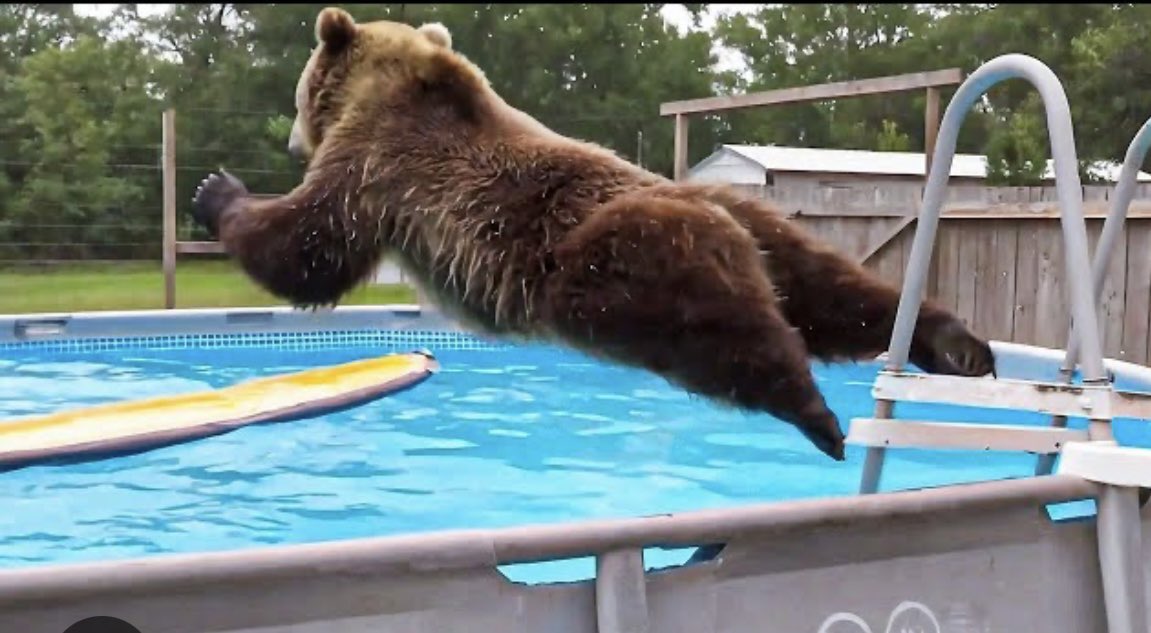 Bear tweet media