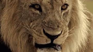 WSWTripleCross's tweet photo. And that…
is exactly what I am.

SO REMEMBER THIS…

YOU MAY BE A DINOSAUR… BIG… TERRIFYING… UNSTOPPABLE…

BUT YOU’RE STILL…A RELIC…

TRYING TO BREATHE…

IN A WORLD…

RULED BY A LION. https://t.co/cBsSHY5tsW
