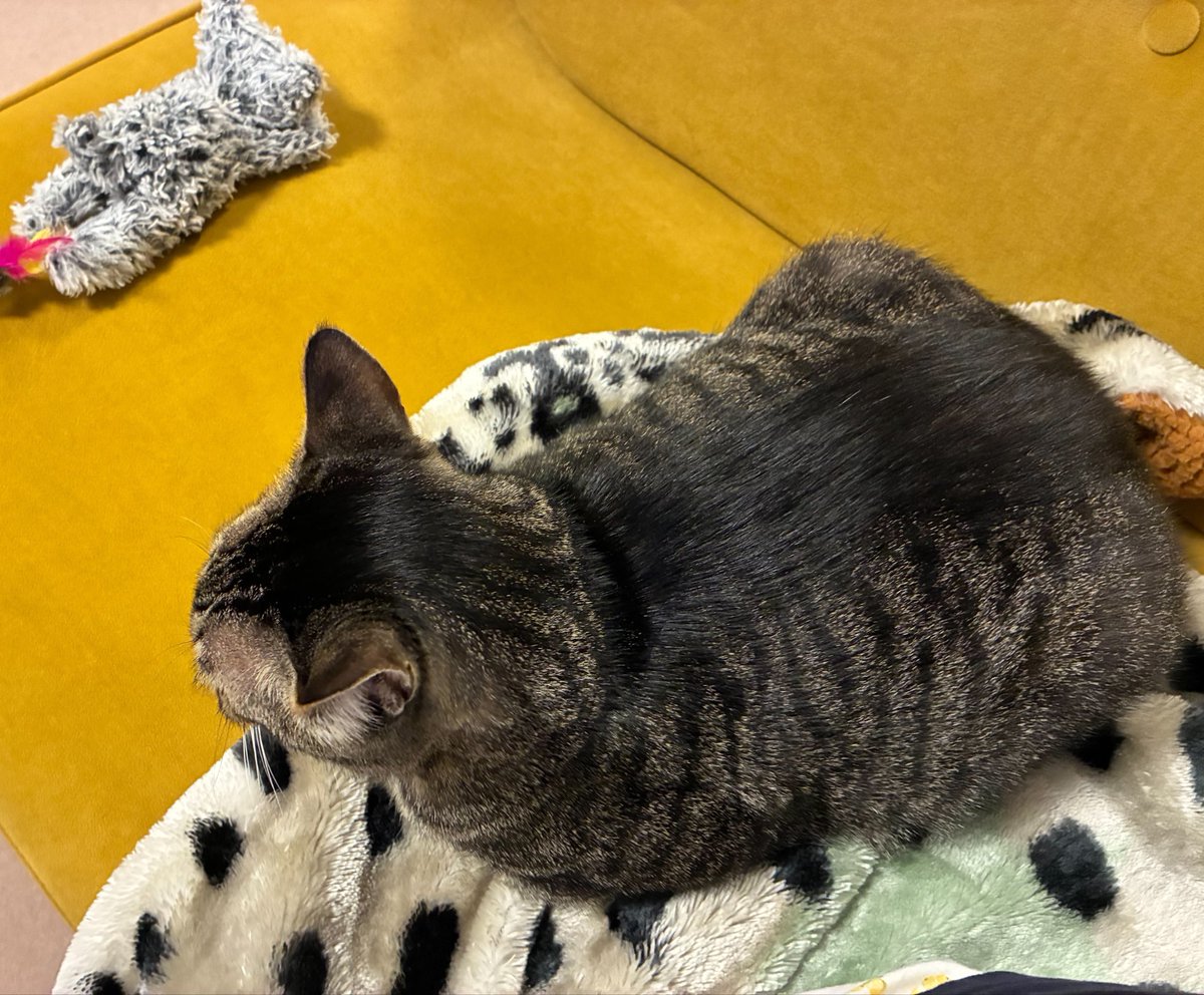 鯖野🐻と菜々子🐱 tweet media