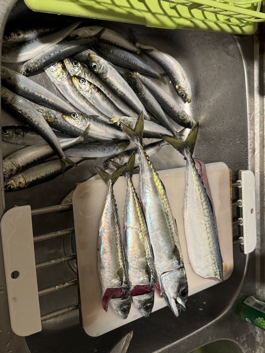 hinaluna01's tweet photo. 久々の釣り
デカい鯖釣れて嬉し～ https://t.co/xGDYF45bKK