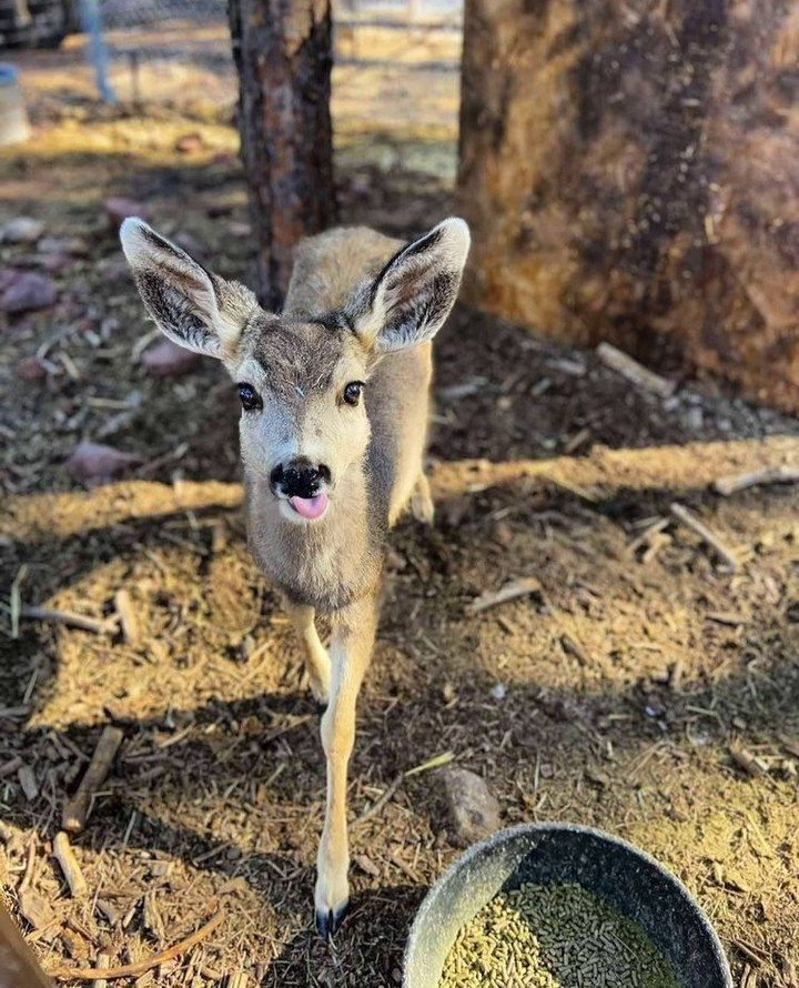 Deer in Places they Shouldn't Be tweet media