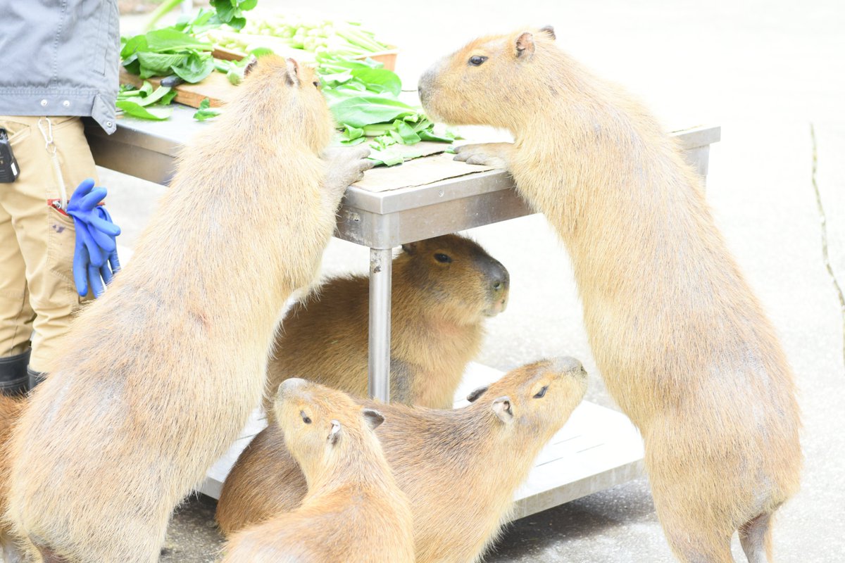 盗み食いの現場ですが、なんか立ち飲み居酒屋にいる客みたいですね
#カピバラ
#伊豆アニマルキングダム