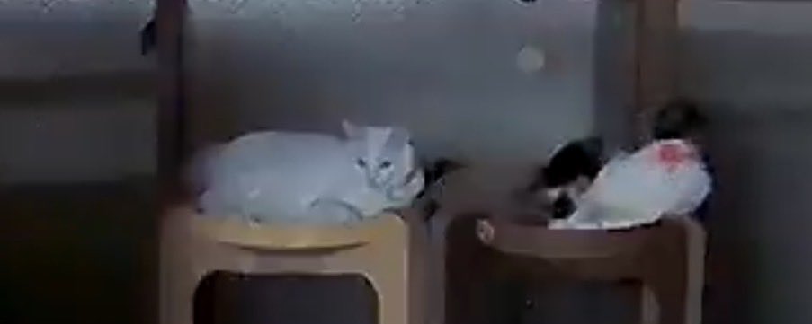 ちょん tweet media