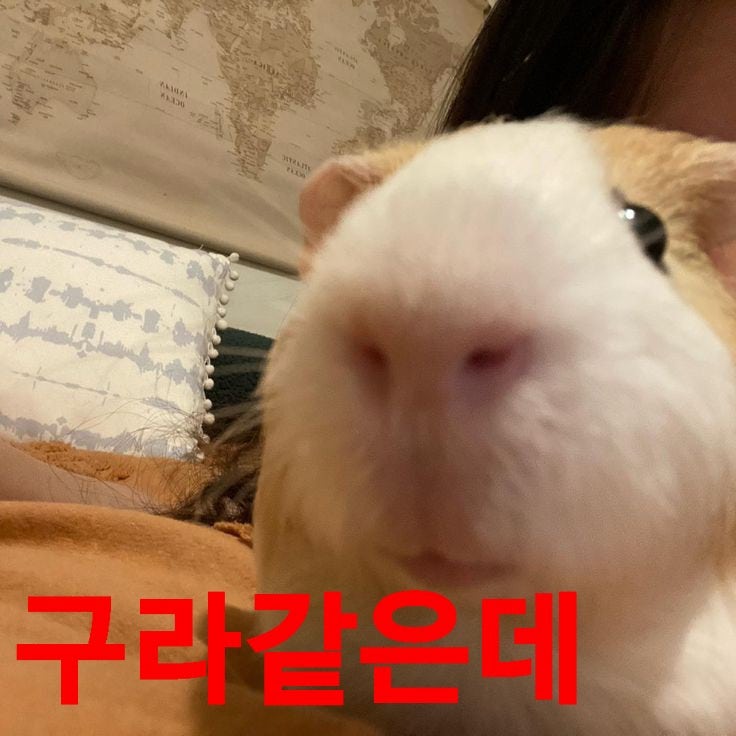 이메일 tweet media