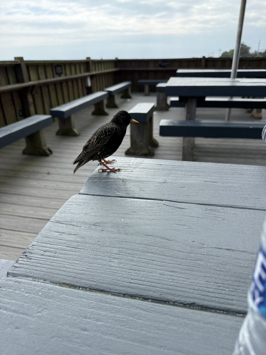 shaunyoung_'s tweet photo. @Hedgewatchers I was out and about yesterday doing a #Hedgewatch with our #HouseGuest down on the #Seafront, and look at the little friends who made sure our plates were clearβ¦.think they were #Starlings? π¦ββ¬π½οΈπ€οΈποΈπ #OutWithFriends #NewLittleFriends #LoveNature #SouthseaBeach https://t.co/m69TeqGDOR