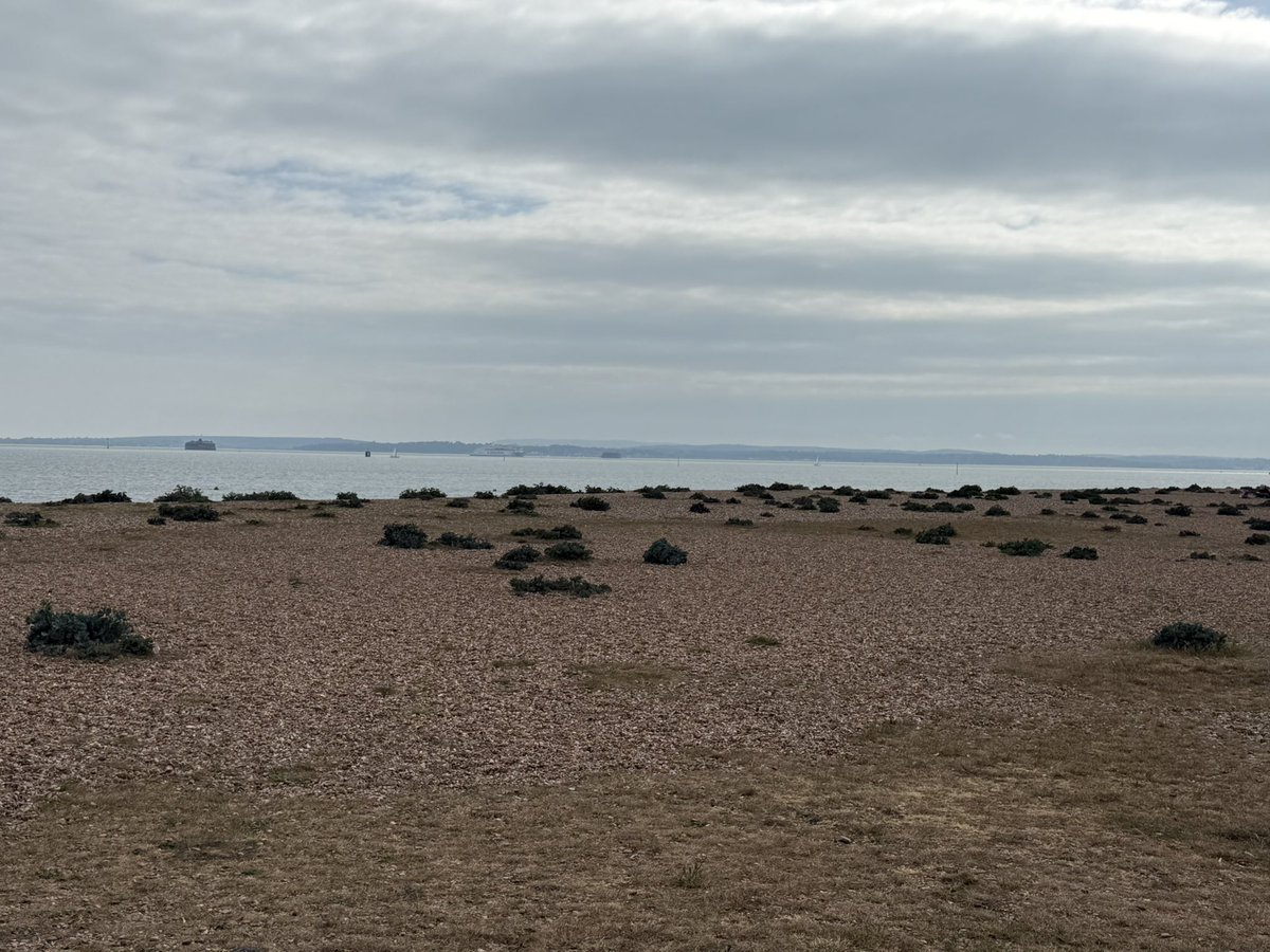 shaunyoung_'s tweet photo. @Hedgewatchers I was out and about yesterday doing a #Hedgewatch with our #HouseGuest down on the #Seafront, and look at the little friends who made sure our plates were clearβ¦.think they were #Starlings? π¦ββ¬π½οΈπ€οΈποΈπ #OutWithFriends #NewLittleFriends #LoveNature #SouthseaBeach https://t.co/m69TeqGDOR