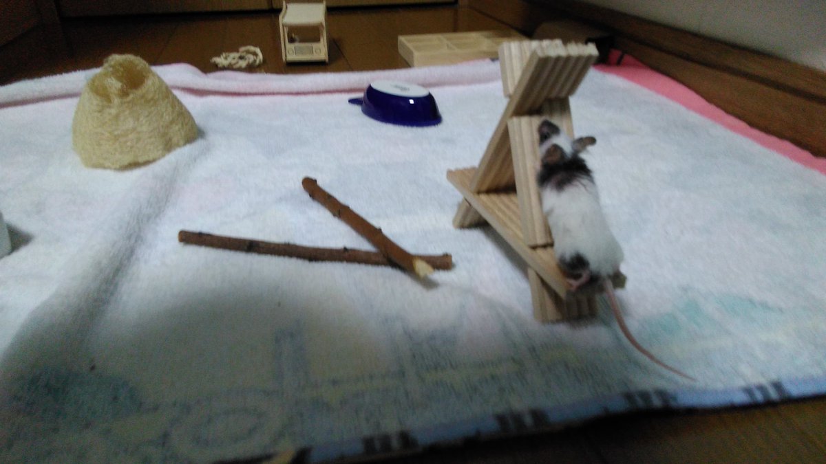 ぱんまる tweet media