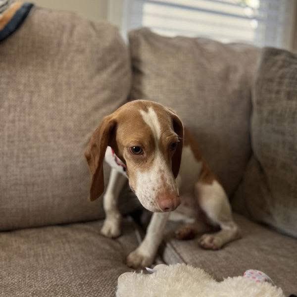 Adoptable beagle of the day-Cinnabon! tribeagles.org/product/cinnab…