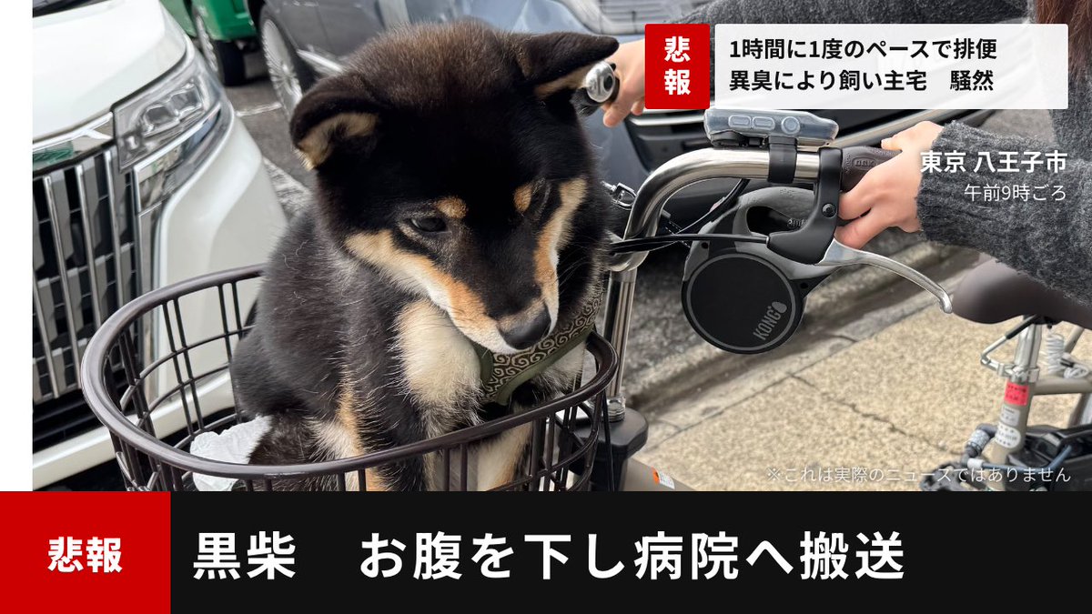 柴犬おこげ tweet media