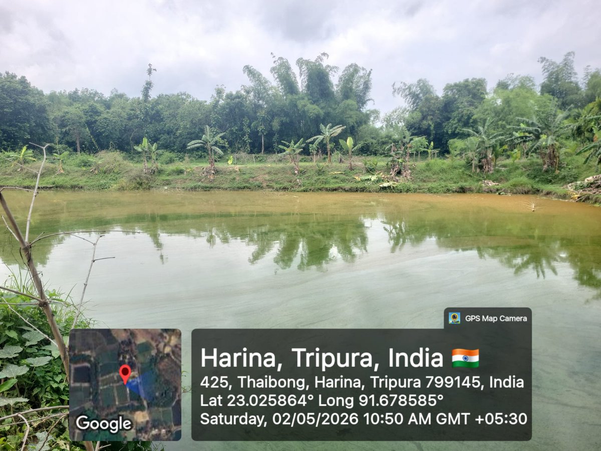 southtripuraDM's tweet image. 🐟 Mr. Shimul Das of Harina GP availed ₹2 lakh under #KCC (2025–26) with support from the Department of Fisheries to expand aquaculture. With 3.5 kani pond area, he produces fish seed &amp;amp; table fish, alongside an integrated 700-bird poultry unit for sustainable income. 🐓♻️