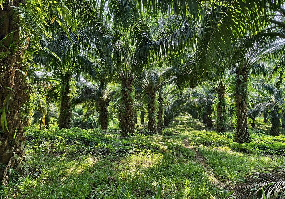borochemie's tweet image. Oil Palm fertilizer program

Learn more: borochemiemalaysia.com/oil-palm-ferti…

#OilPalm #Fertilizer #Agronomy #Malaysia