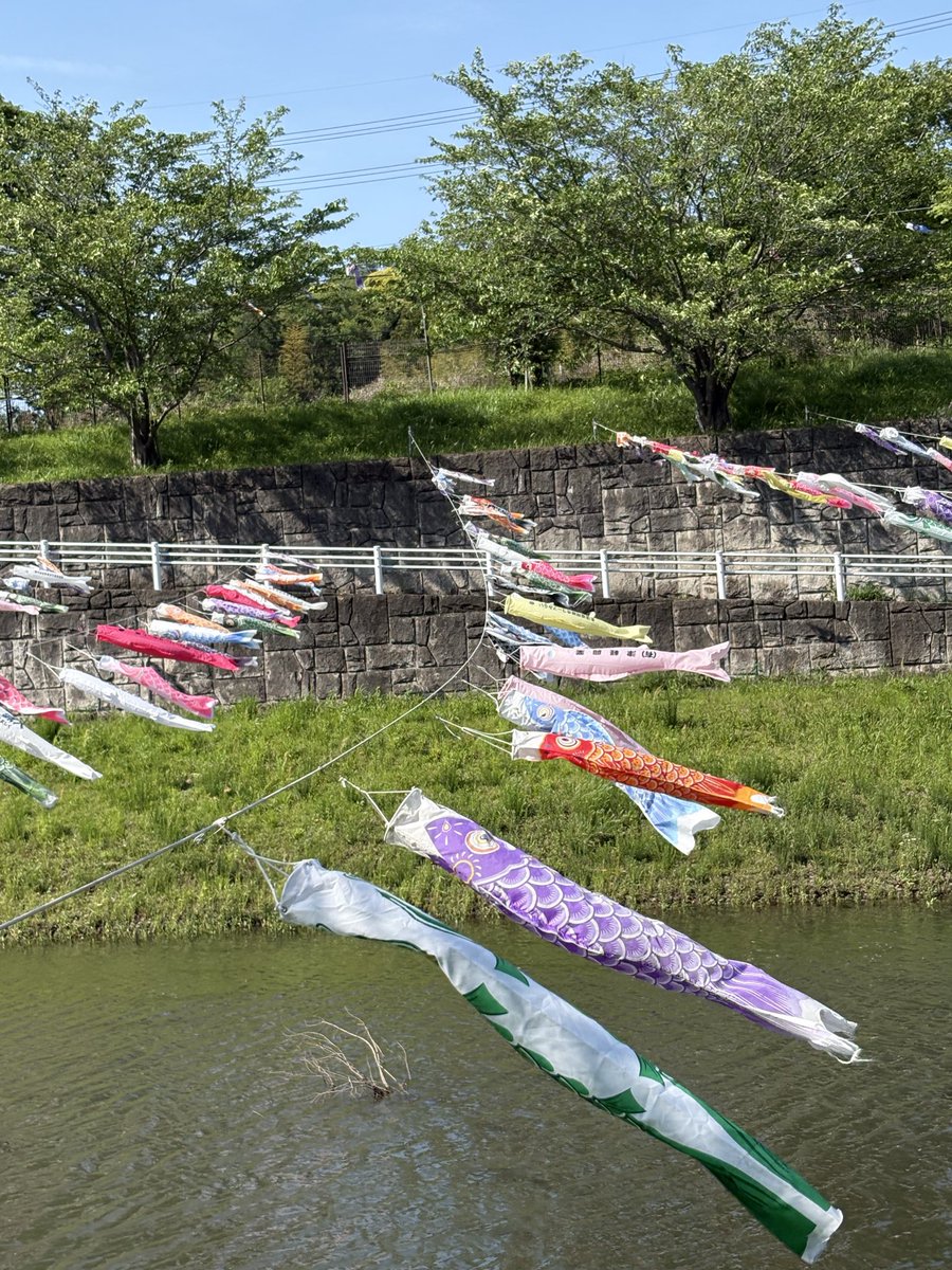 kutasuya's tweet photo. 成田の公津の杜公園に、鯉のぼりを見に行ってきました。やっぱり5月は鯉のぼりですねー。 https://t.co/HbfOtQGkE9