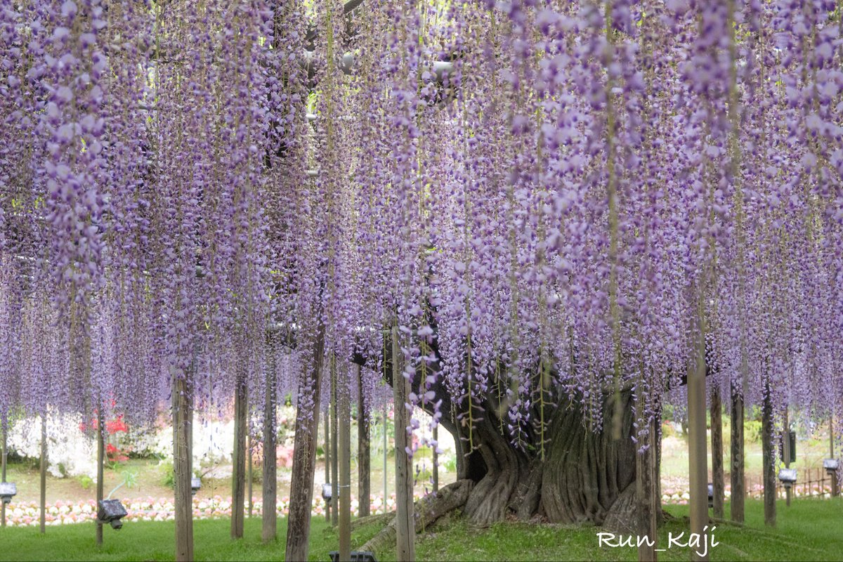 mo_san38's tweet photo. あしかがフラワーパークの藤の花すごく綺麗だった✨
彼氏と一緒にカメラ撮影が楽しくて、フラワーパークに4時間滞在はびっくりしたね🤣
カメラ用インスタ作りました📷 https://t.co/r3erFz5Njp