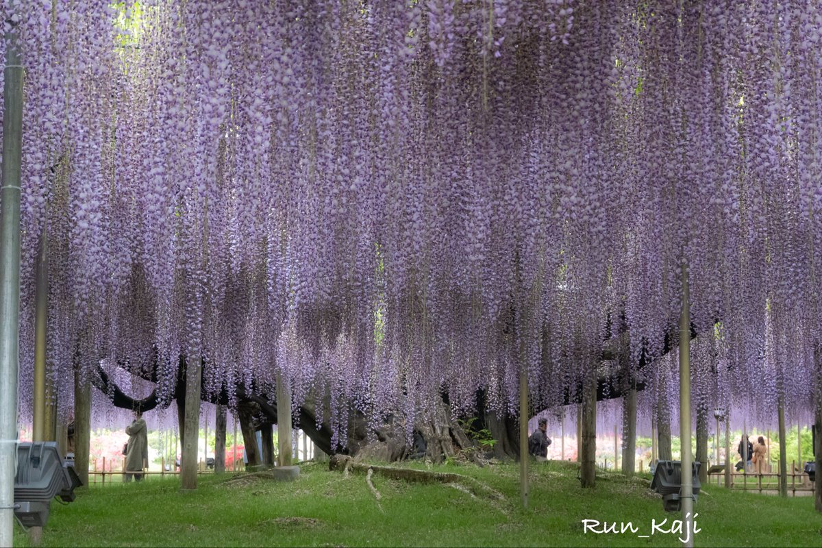 mo_san38's tweet photo. あしかがフラワーパークの藤の花すごく綺麗だった✨
彼氏と一緒にカメラ撮影が楽しくて、フラワーパークに4時間滞在はびっくりしたね🤣
カメラ用インスタ作りました📷 https://t.co/r3erFz5Njp