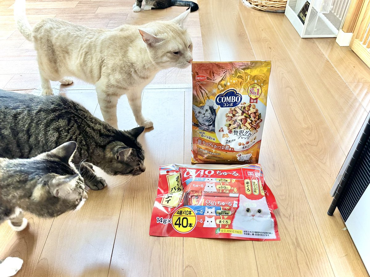 保護猫カフェmoff moff🐈 tweet media